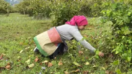 Ordu’da Fındık Hasadı Başladı