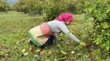 Ordu’da Fındık Hasadı Başladı