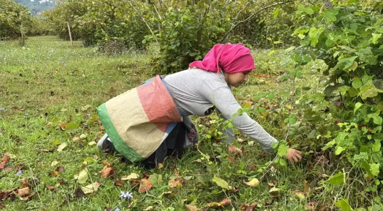 Ordu’da Fındık Hasadı Başladı