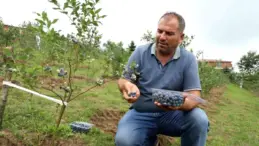 Ordu’da Mavi Yemiş Hasadı Başladı, Üreticiler Yüzde Yüz Memnun