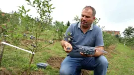 Ordu’da Mavi Yemiş Hasadı Başladı, Üreticiler Yüzde Yüz Memnun