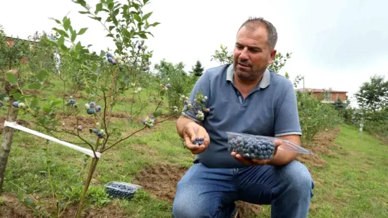 Ordu’da Mavi Yemiş Hasadı Başladı, Üreticiler Yüzde Yüz Memnun